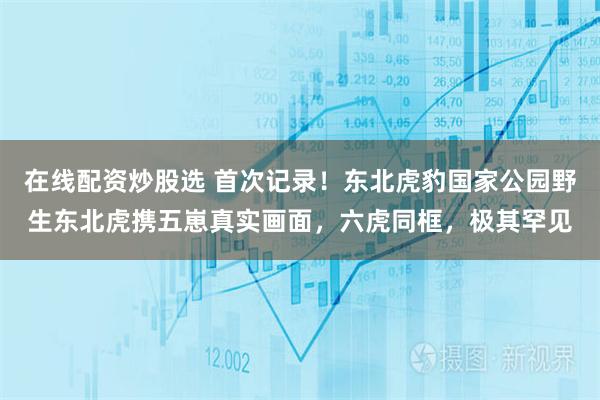 在线配资炒股选 首次记录！东北虎豹国家公园野生东北虎携五崽真实画面，六虎同框，极其罕见